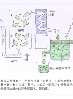 单方精油松针松树10ML控油