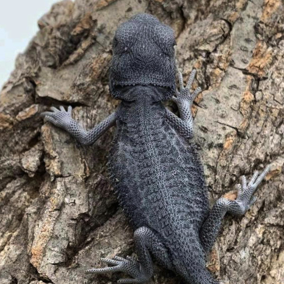 果冻Zero鬃狮蜥蜴网红特色爬宠活体异类温顺易上手隐柑橘红系超白,淘宝优惠券,粉丝福利购,淘宝优惠卷