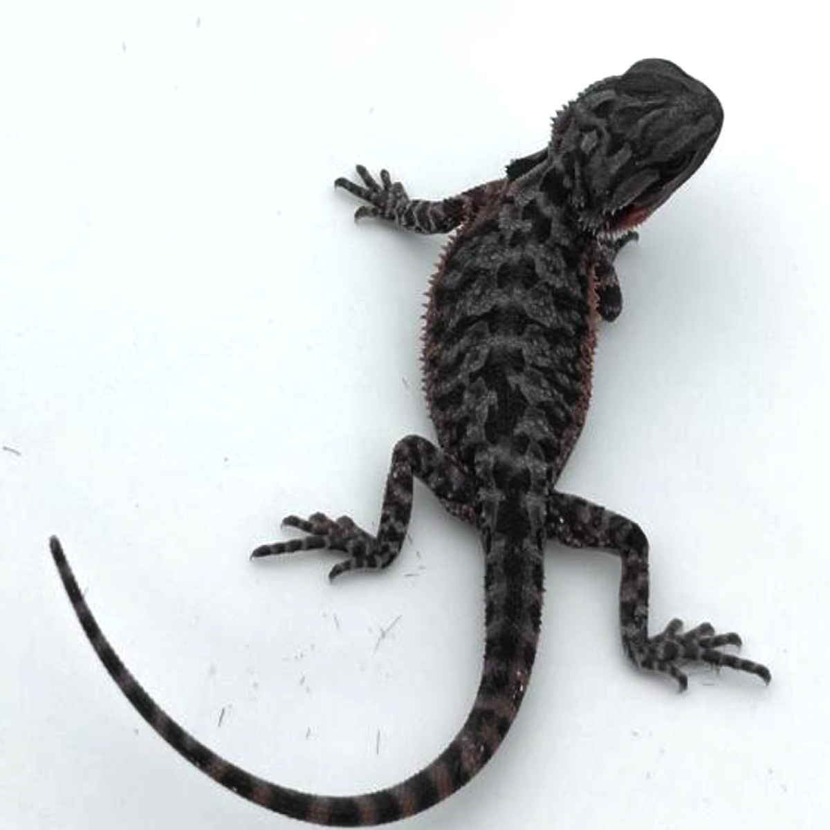 果冻Zero鬃狮蜥蜴网红特色爬宠活体异类温顺易上手隐柑橘红系超白,淘宝优惠券,粉丝福利购,淘宝优惠卷