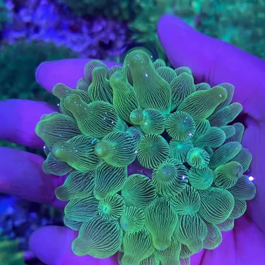 海水海洋活体宠物小丑鱼共生奶嘴海葵鲜活荧光绿奶嘴海葵观赏珊瑚-图2