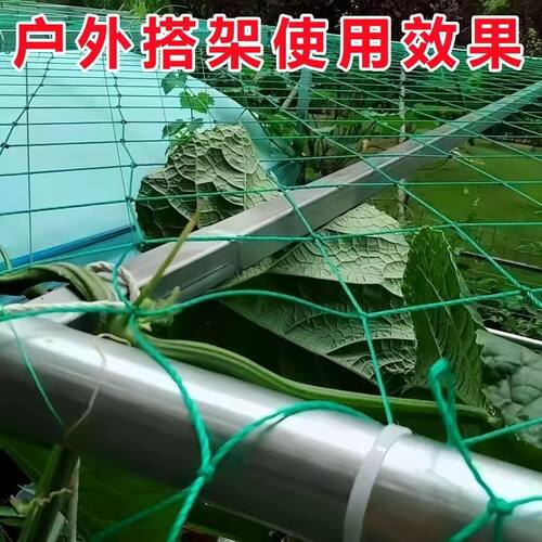60股加粗植物爬藤网种植网丝瓜苦瓜吊瓜南瓜百香果攀爬植物搭架网 - 图2