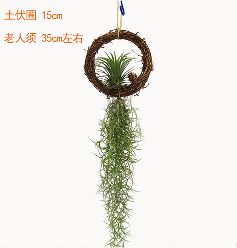 空气凤梨老人须空气草松萝吊挂藤圈无土植物室内垂吊绿植净化空气 - 图2