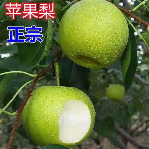 新品种苹果梨果树树苗特大梨苗南方北方种植盆栽地栽嫁接当年结果 - 图2