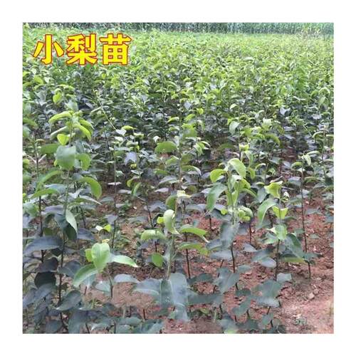 新品种苹果梨果树树苗特大梨苗南方北方种植盆栽地栽嫁接当年结果 - 图3