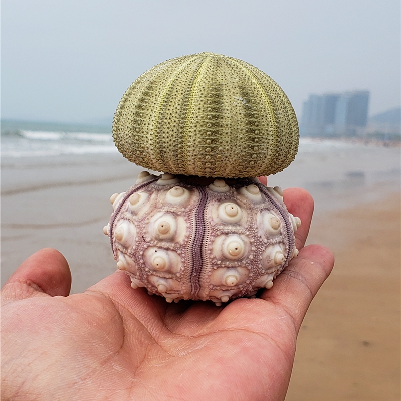 天然大海螺贝壳海胆壳鱼缸造景装饰珊瑚礁布置地中海风格海洋标本 - 图0