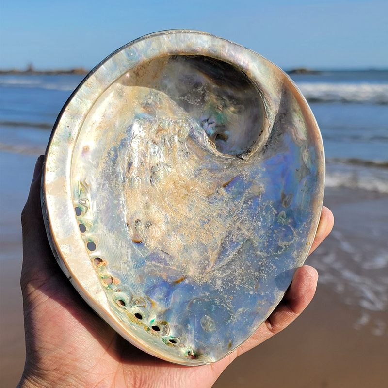 天然大海螺大贝壳南非鲍鱼壳摆件天然白珊瑚海星鱼缸造景标本收藏 - 图2