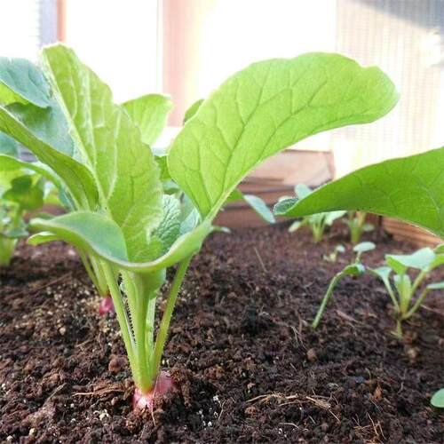 纯干鸡粪农家通用瓜果蔬菜农家天然农家鸡屎种菜家用干鸡粪粪干 - 图2