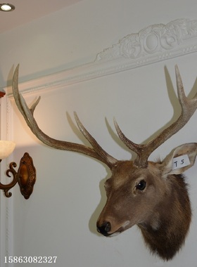 美式真鹿角真鹿头标本T5酒吧酒窖茶楼样板间居家会所动物招财装饰