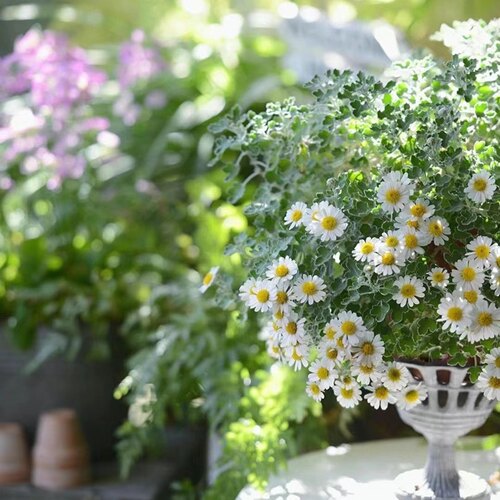 足摺野路菊 银叶边 爆花量大 耐热耐寒多年生阳台庭院高山野趣菊 - 图3