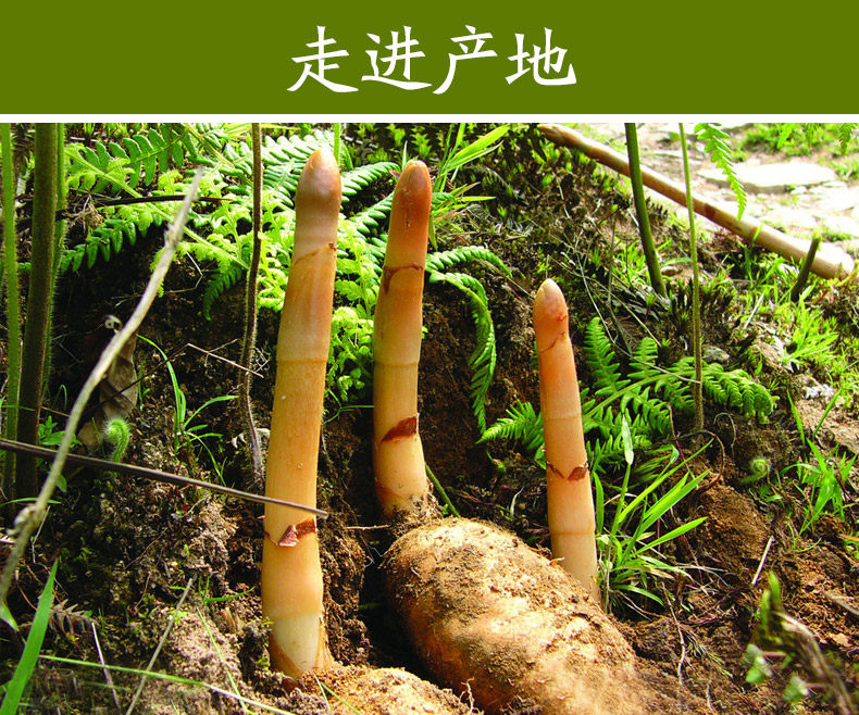 云南昭通小草坝干货乌500g无硫天麻 岷府食品天麻