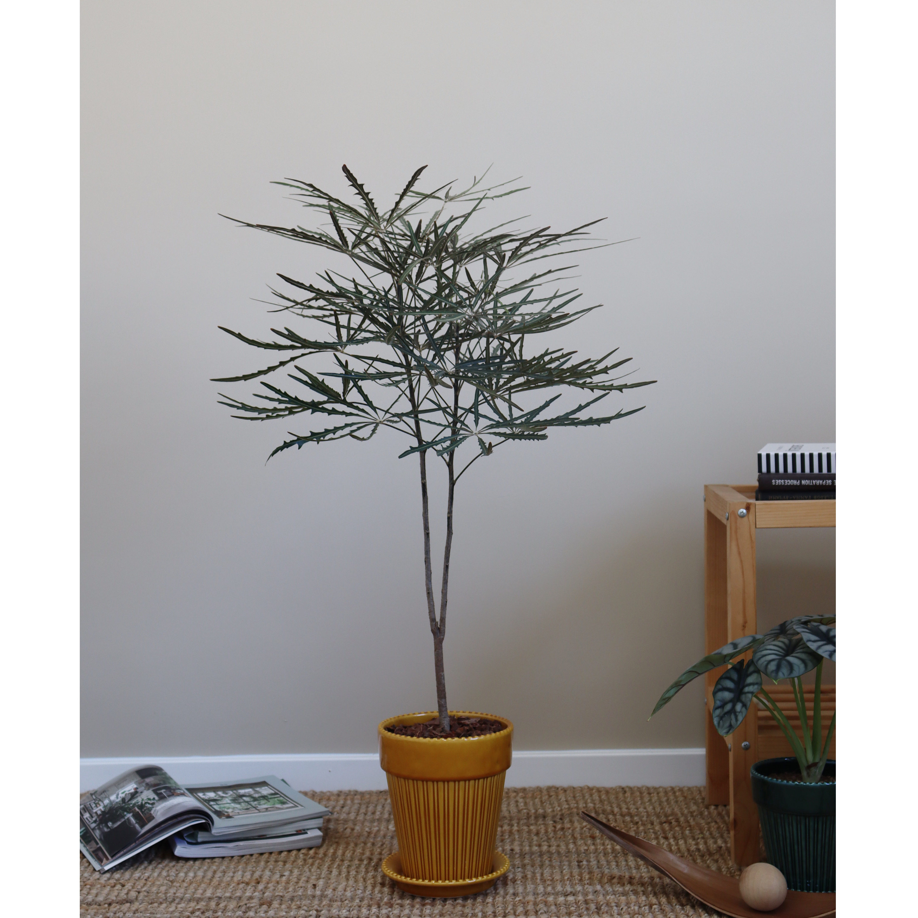 苏太植物 |孔雀木齿锯叶盆栽 客厅新房观叶大型常青落地植物,淘宝优惠券,粉丝福利购,淘宝优惠卷