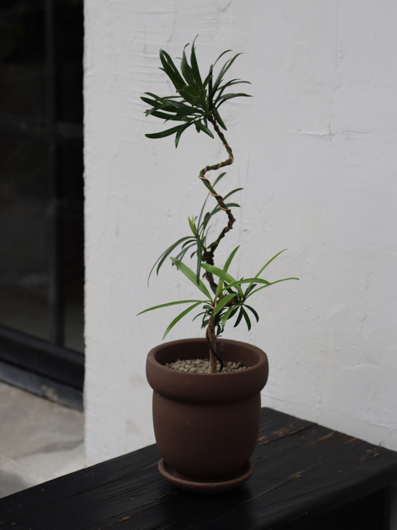 苏太植物造型罗汉松宅寂风家居装饰植物网红茶室好养绿植-图1