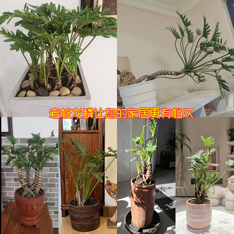 春羽大盆栽植物龙鳞杆水培老桩室内小天使绿植龟背竹耐阴观叶植物-图2