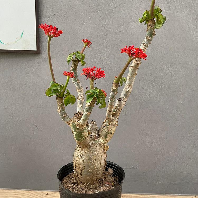 佛肚海棠树盆栽老桩块根植物室内外花卉耐热耐旱四季勤花观叶绿植 - 图0