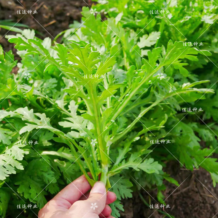 小叶茼蒿种子 菜园品种皇帝菜香味横溢多次采收四季栽培蔬菜种子 - 图0