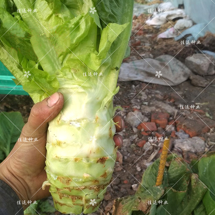 抗热大头白尖叶莴笋种子 莴苣笋种子籽 蔬菜种子耐寒四季易播包邮