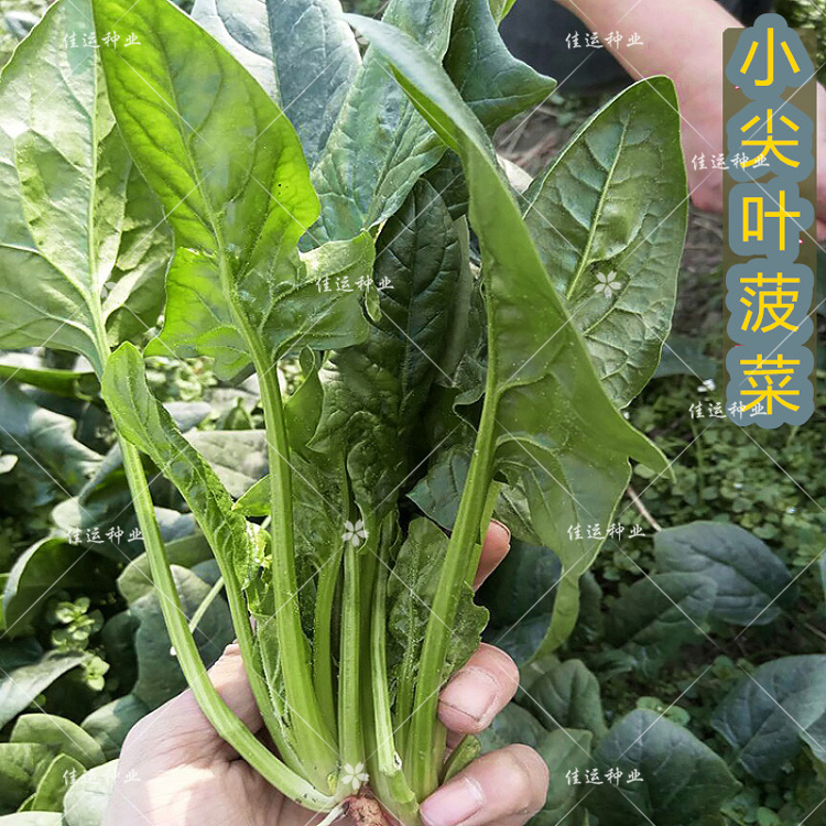 小尖叶土菠菜种子 小叶菠菜种子 春秋播农家老品种四季蔬菜种籽孑 - 图0