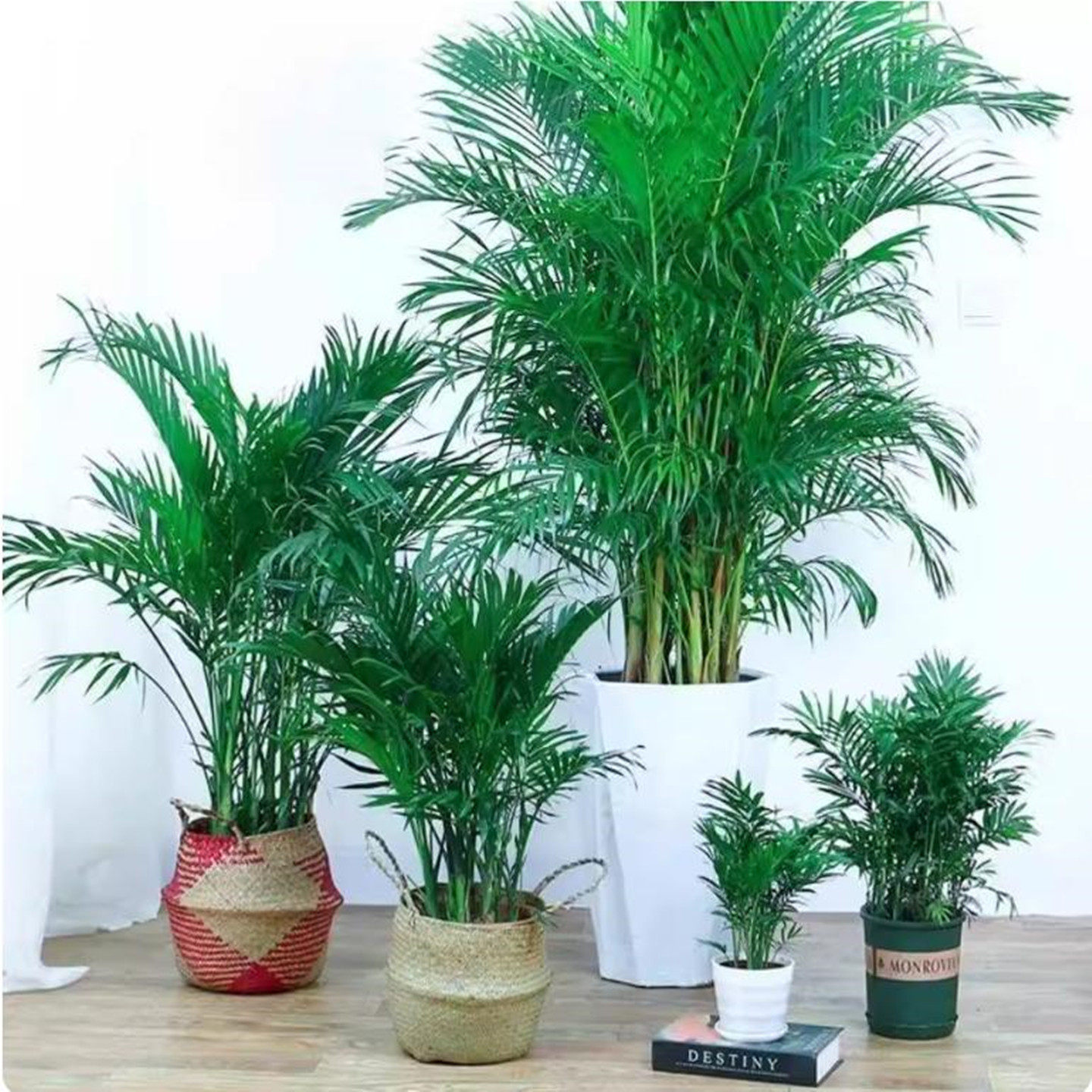 散尾葵植物凤尾竹盆栽客厅桌面大型富贵椰子花卉绿植天堂鸟绿植花,淘宝优惠券,粉丝福利购,淘宝优惠卷