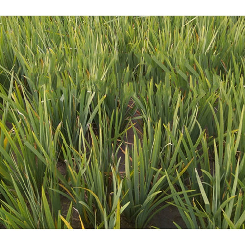 西伯利亚鸢尾花苗挺水植物池塘马兰水生美人蕉莺尾大花萱草蝴蝶兰 - 图2