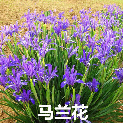 西伯利亚鸢尾花苗挺水植物池塘马兰水生美人蕉莺尾大花萱草蝴蝶兰 - 图1