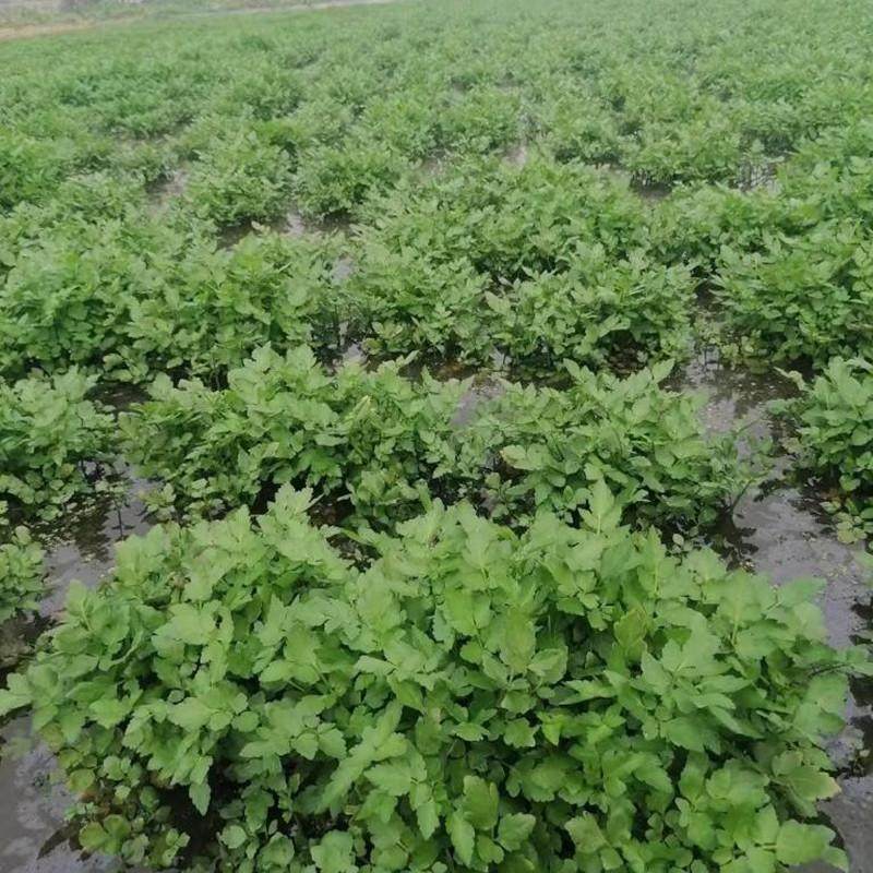 水芹菜苗富菜水芹菜水培植物易活可食用野芹菜水芹菜四季可栽,淘宝优惠券,粉丝福利购,淘宝优惠卷