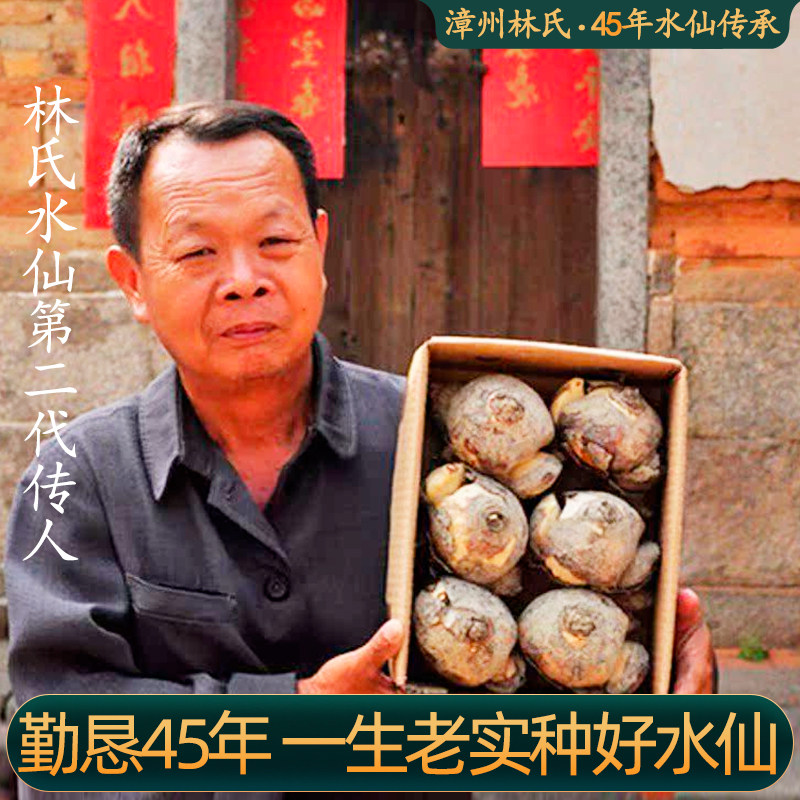 漳州重复瓣水仙花种球种子苗特大水培盆栽类花卉耐寒植物室内好养,淘宝优惠券,粉丝福利购,淘宝优惠卷