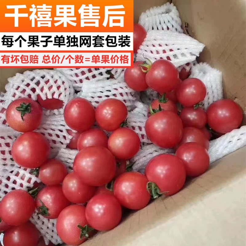 攀枝花千禧小番茄5斤超甜千禧果圣女果新鲜水果小西红柿樱桃番茄-图1