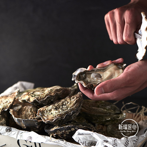 进口法国原装生蚝 吉娜朵官方授权店 N1 12只鲜活 牡蛎 - 图3