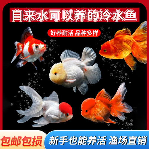 金鱼活鱼兰寿观赏鱼鹤顶红国狮耐活冷水宠物小型淡水锦鲤草金鱼 - 图0