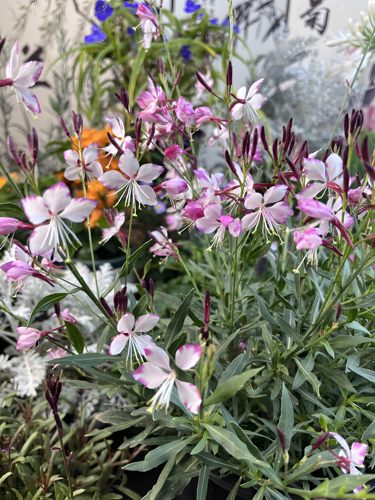 矮生千鸟花山桃草盆栽室外耐寒耐热多季开花植物庭院多年生花卉 - 图3