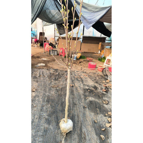 玉兰花树苗带花苞紫玉兰矮化盆栽南北方种植庭院四季花卉耐寒植物 - 图2