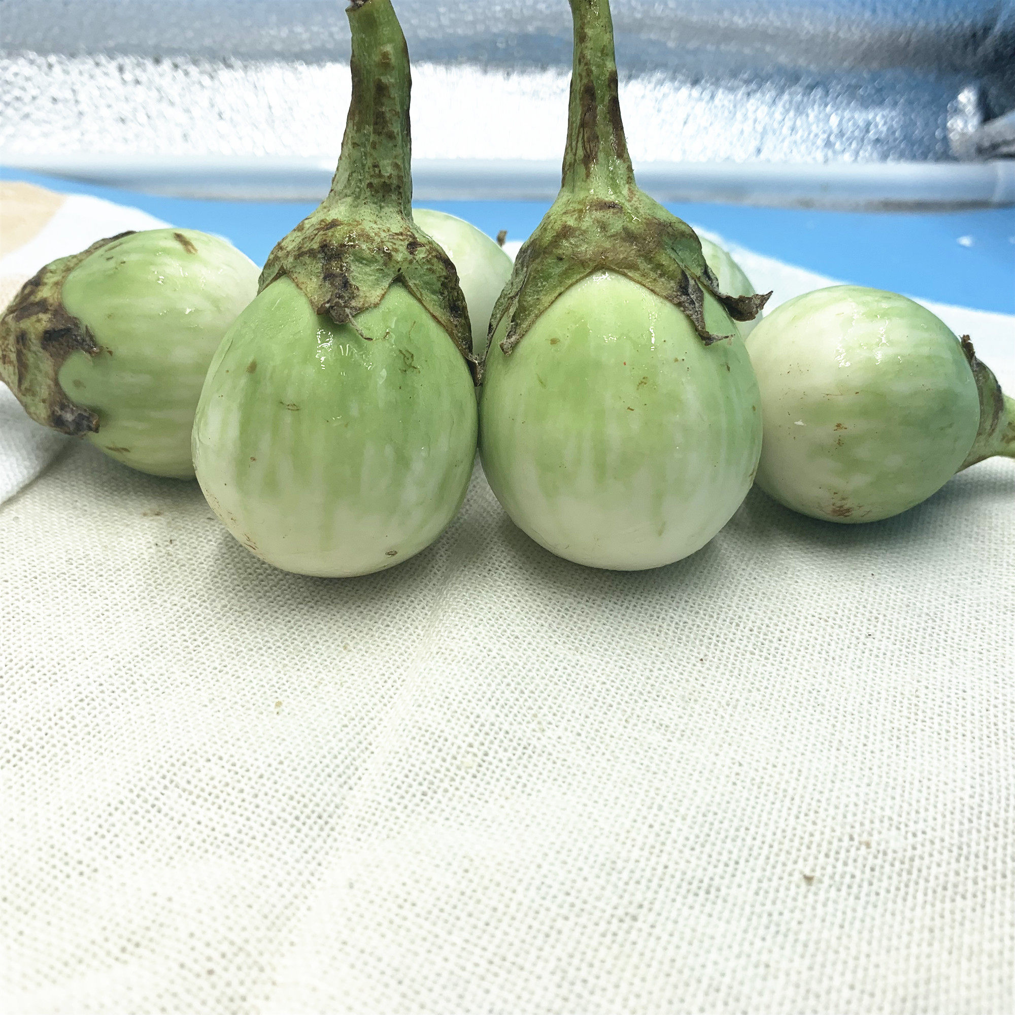 包邮泰国品种圆茄沙拉茄子大圆茄泰国茄子绿咖喱配料小茄子 500G_虎窝淘