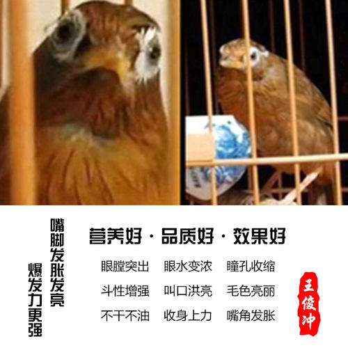王俊冲画眉鸟食鸟饲料手工打鸟料提性壮膘斗鸟料唱鸟料打彩营养料 - 图0