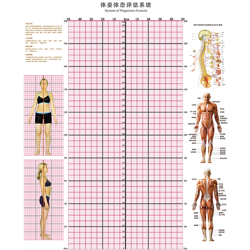 体态评估表墙纸工作室体测表背景图私教瑜伽馆健身体姿房产后壁纸 - 图2