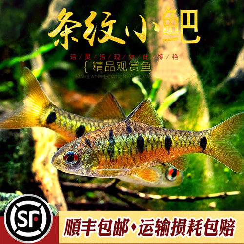 条纹小巴二须小鲃鱼七星鲫原生淡水观赏鱼原生小鲅小巴耐寒活体鱼 - 图0