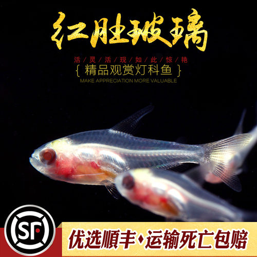红肚玻璃灯淡水热带观赏鱼草缸群游透明霓虹七彩拉拉黄扯旗活体鱼 - 图3