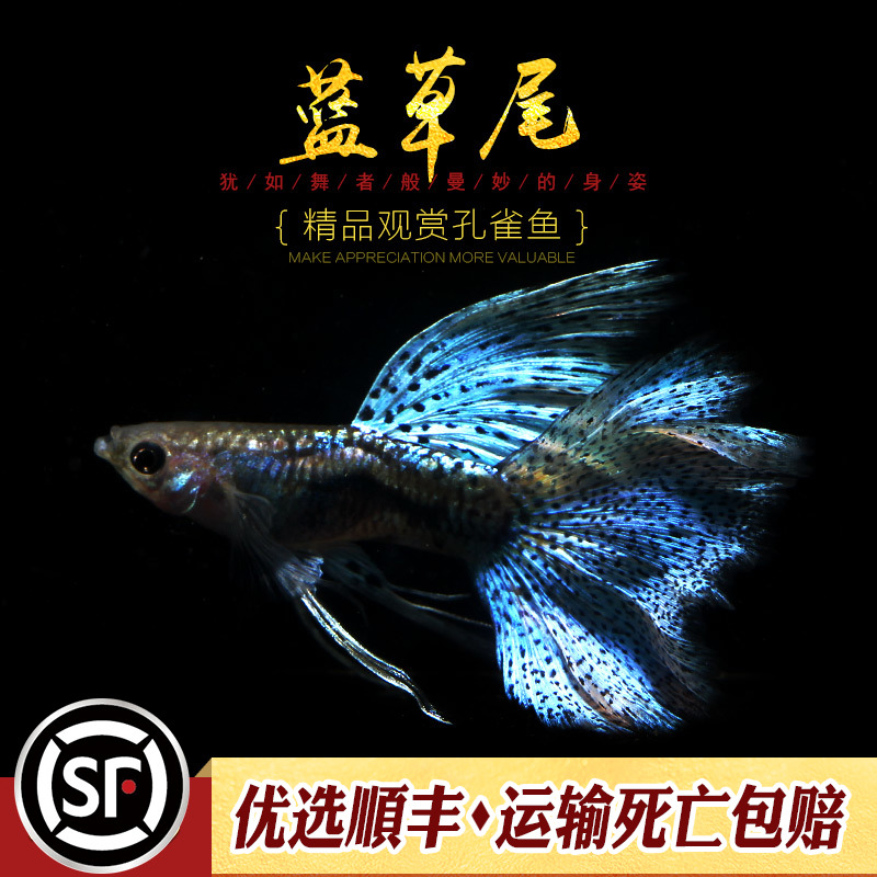 [水族乡]纯种蓝草兰草尾缎带飘带一对/种鱼成鱼一组孔雀鱼观赏鱼-图0