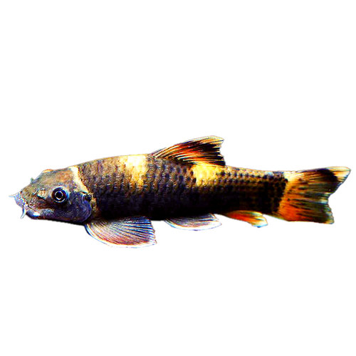 老虎小精灵鱼熊猫青苔鼠耐寒淡水进口原生除藻除青苔工具鱼活体鱼 - 图3