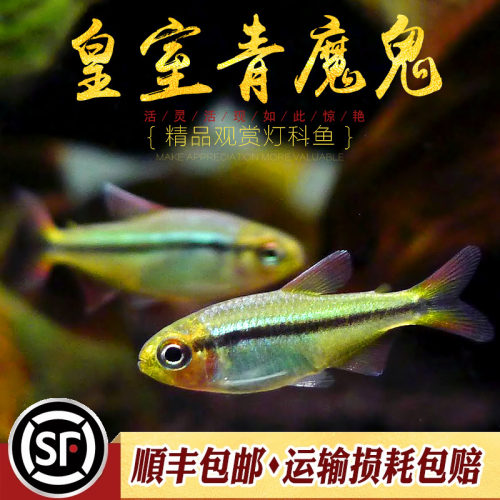 皇室青魔鬼灯鱼热带鱼草缸群游高端南美七彩魔鬼鱼巴西ye生鱼活体 - 图0