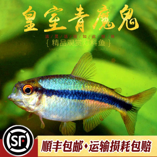 皇室青魔鬼灯鱼热带鱼草缸群游高端南美七彩魔鬼鱼巴西ye生鱼活体 - 图2