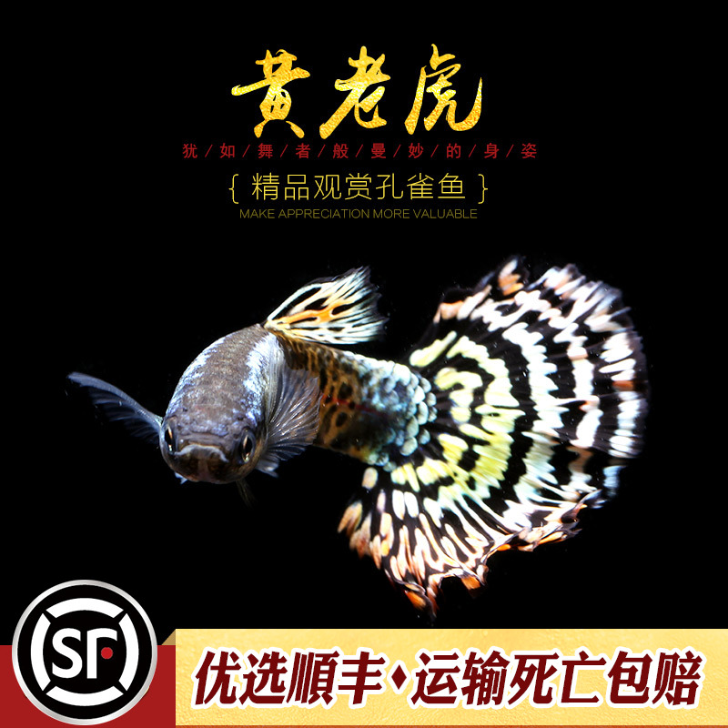 [水族乡]黄老虎精品孔雀鱼热带淡水草缸观赏宠物活体胎生凤尾小鱼-图0