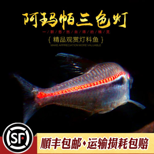 阿玛帕三色灯鱼南美阿马帕玛高端小型灯科鱼灯鱼群游观赏小鱼活体 - 图1