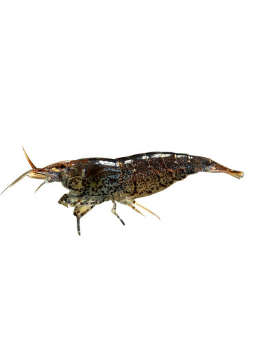 原生除藻虾淡水工具虾黑壳大河藻红鼻虾秀丽白水晶虎纹蜜蜂虾活体 - 图3