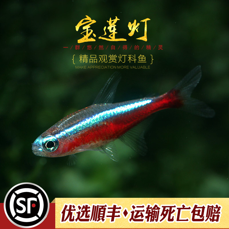 宝莲灯鱼淡水草缸热带鱼水族小型观赏鱼群游宠物新日光红莲灯科鱼-图0