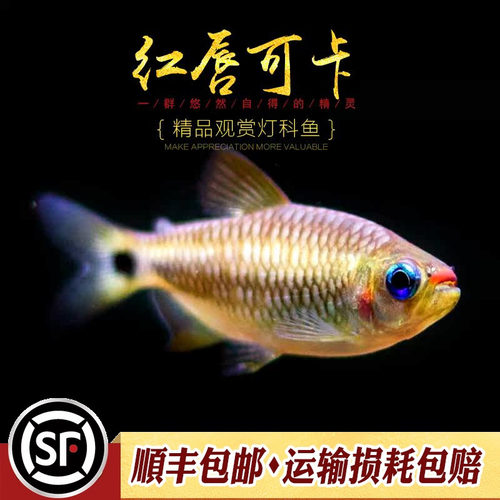 红唇可卡灯科鱼热带观赏小型群游南美高端稀有黄金红月可卡灯活体 - 图0