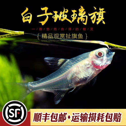 白子玻璃旗红肚玻璃灯鱼黄扯旗南美玻璃霓虹红光灯鱼草缸耐低温鱼 - 图2