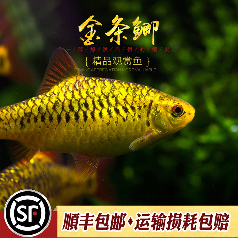 金条鲫鱼水草缸原生冷水淡水观赏鱼黄金灯鱼钻石彩虹鲫活体小型鱼,淘宝优惠券,粉丝福利购,淘宝优惠卷