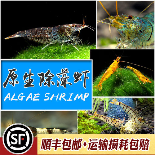 原生除藻虾淡水工具虾黑壳大河藻红鼻虾秀丽白水晶虎纹蜜蜂虾活体 - 图1