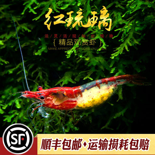 红琉璃虾水草鱼缸水族箱除藻宠物活体热带淡水观赏工具小型米虾 - 图2
