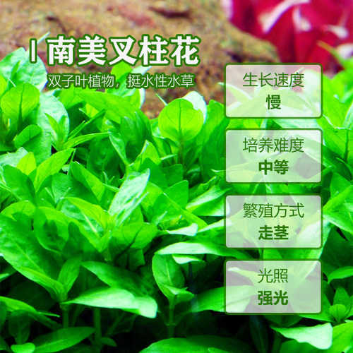 [水族乡]前景水草 优质 正宗南美叉柱花 叉柱青叶柳 鱼缸造景推荐 - 图2